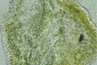 Scytinium pulvinatum