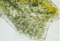 Scytinium pulvinatum