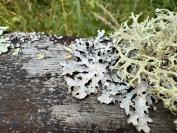 Parmelia sulcata