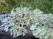 Evernia prunastri