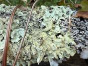 Flavoparmelia caperata