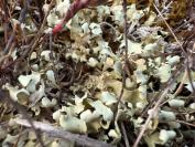 Cladonia foliacea