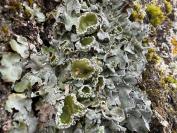 Pleurosticta acetabulum