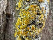 Xanthoria parietina