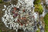Xanthoparmelia conspersa