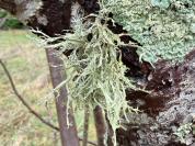 Ramalina farinacea