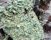 Flavoparmelia caperata