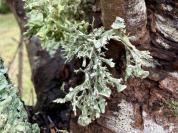 Ramalina fastigiata