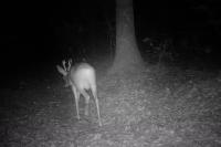 Capreolus capreolus