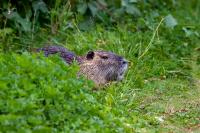 Myocastor coypus
