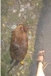 Myocastor coypus