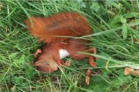 Sciurus vulgaris