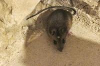 Apodemus sylvaticus