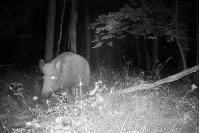 Sus scrofa