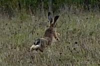 Lepus europaeus