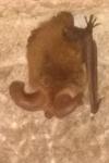 Plecotus