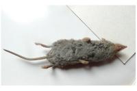 Crocidura russula