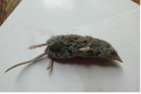 Crocidura russula