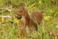 Sciurus vulgaris