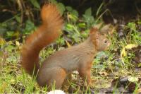 Sciurus vulgaris
