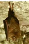 Rhinolophus ferrumequinum