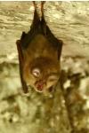 Rhinolophus ferrumequinum