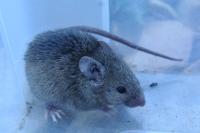 Mus musculus