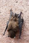 Pipistrellus