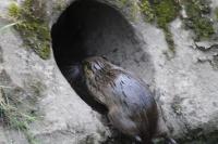 Myocastor coypus