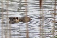 Myocastor coypus