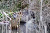 Myocastor coypus