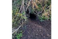 Oryctolagus cuniculus