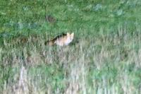 Vulpes vulpes