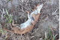 Mustela nivalis