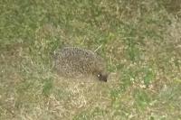 Erinaceus europaeus