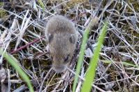Apodemus sylvaticus