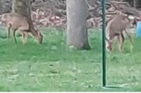 Capreolus capreolus