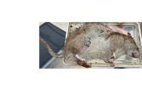 Rattus norvegicus