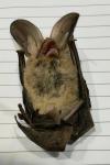 Plecotus