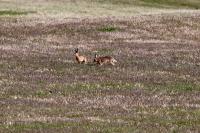 Lepus europaeus