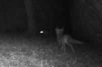 Vulpes vulpes