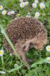 Erinaceus europaeus