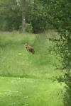 Vulpes vulpes