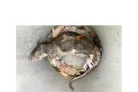Rattus norvegicus