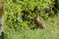 Oryctolagus cuniculus
