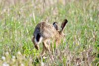 Lepus europaeus