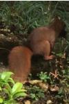 Sciurus vulgaris