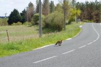 Vulpes vulpes
