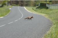 Vulpes vulpes