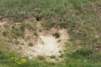 Vulpes vulpes